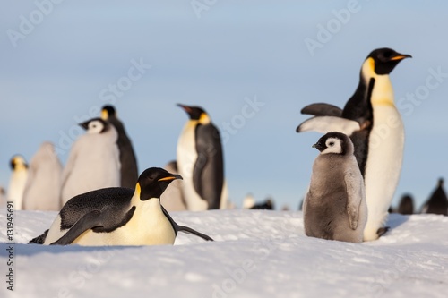 Emperor penguin gathering