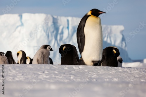 Life of an Emperor penguin in the big colony  with chicks   