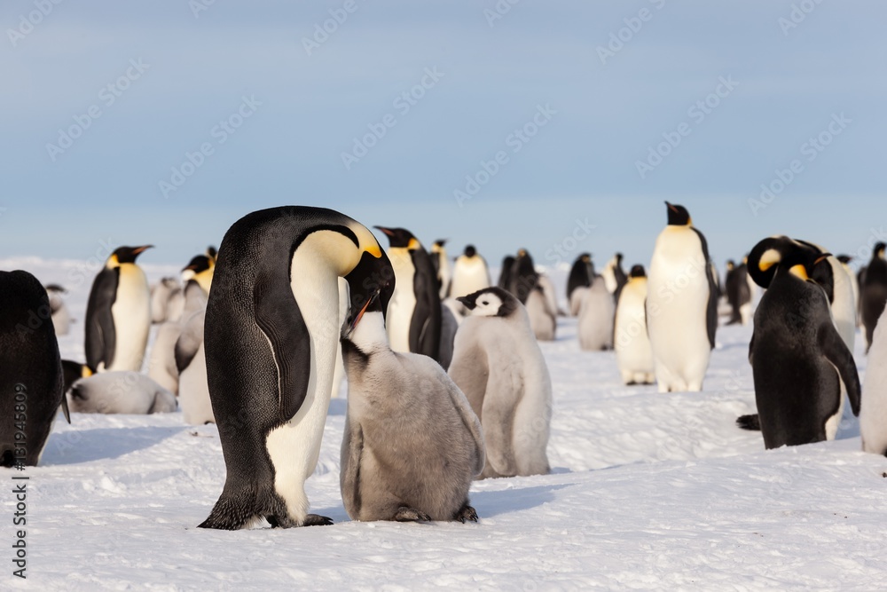 Obraz premium Life of an Emperor penguin in the big colony (with chicks!))