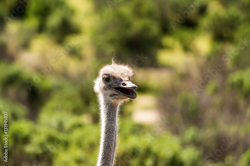 Head and long neck of funny ostrich