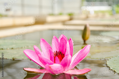 Pink lotus or waterlily blossom in a pond