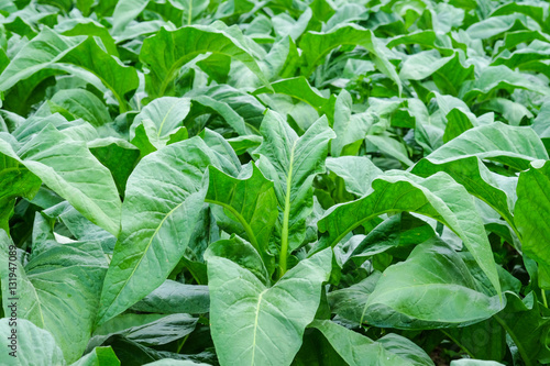 Quadro su tela Blooming tobacco plants with leaves