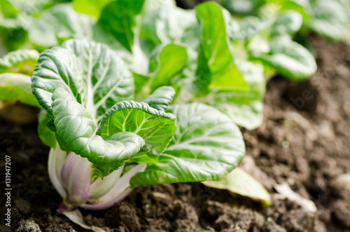 Chinese cabbage,Bok choy or pak choi in a farm,organic vegetables