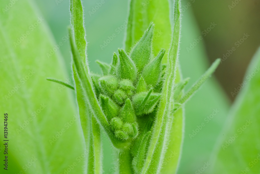Naklejka premium Blooming tobacco plants with leaves