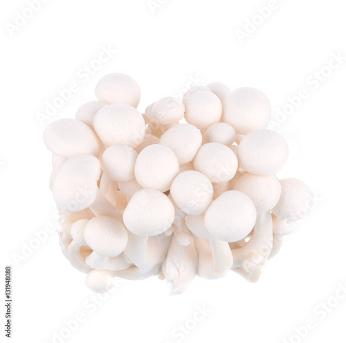 shimeji white mushrooms on white background.