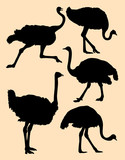 Ostrich birds animal silhouette. Good use for symbol, logo, web icon, sign, or any design you want.