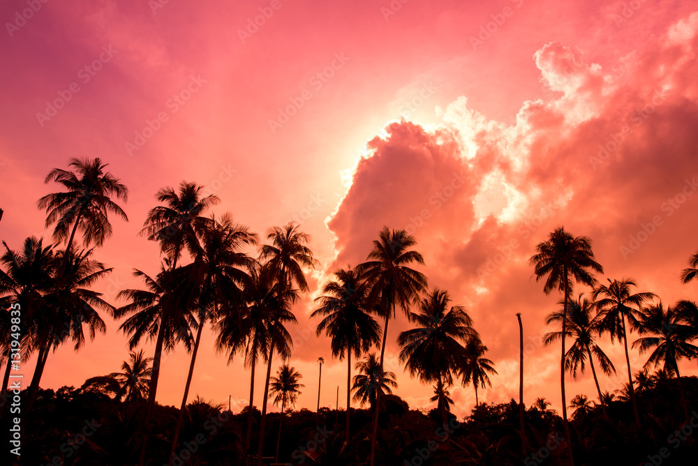coconut garden with sunset