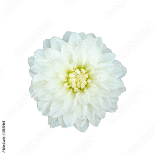 Fototapeta Naklejka Na Ścianę i Meble -  Beautiful dahlia flower isolated on white background