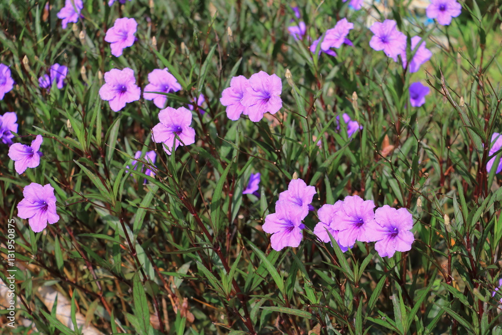 Popping pod flower Purple bloom in the morning Popping pod flower Purple bloom in the morning