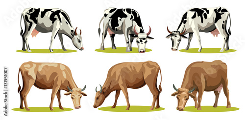 Set of isolated cows.