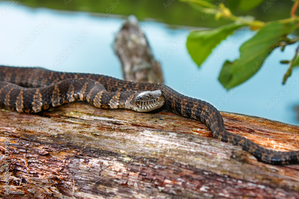 Naklejka premium Northern Water Snake Wisconsin