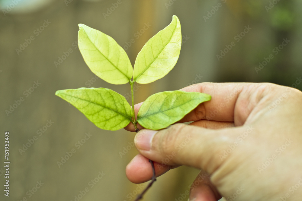 New green leaves on woman hand, care for new life New green leaves on woman hand, care for new life