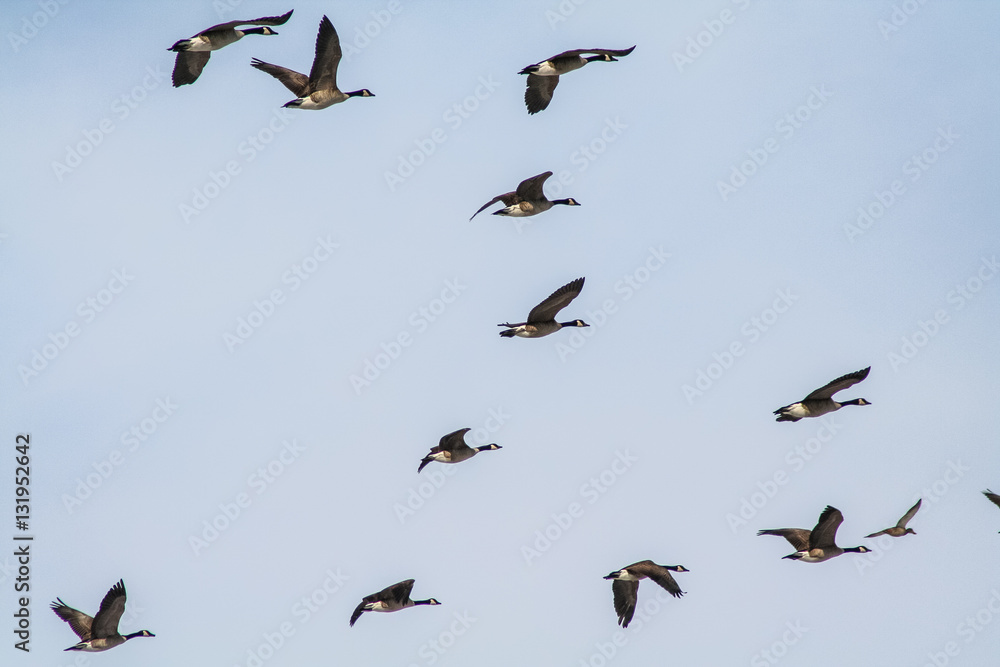 Canadian Geese Canadian Geese