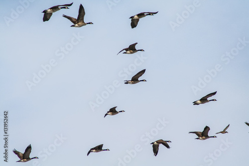Canadian Geese © baiterek_media