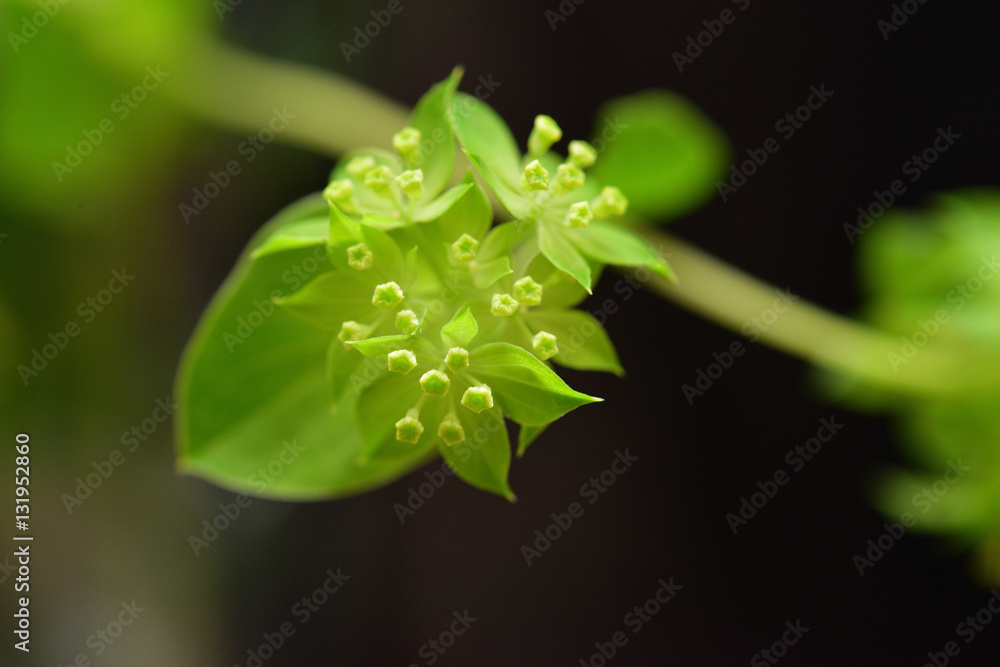 tiny green flower