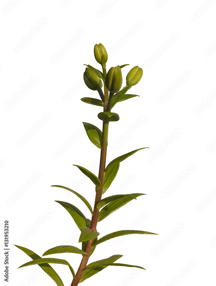 Obraz premium Stem lily hybrids Oriental Group on white background isolat