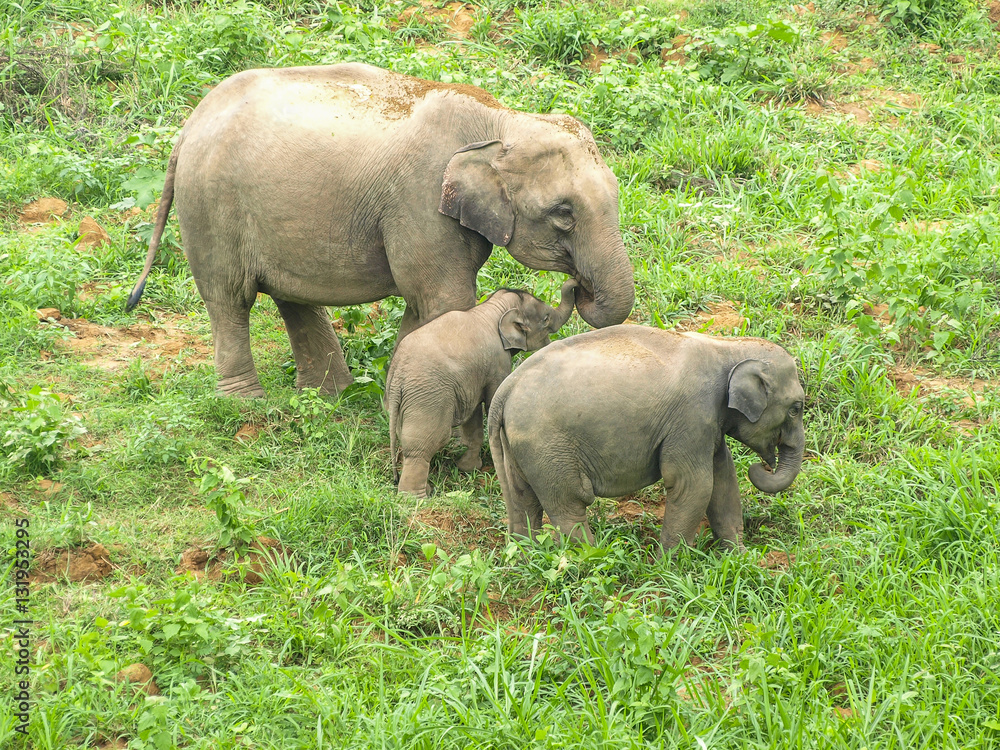 Fototapeta premium wildlife elephant