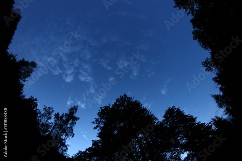 Abenddämmerung im Wald