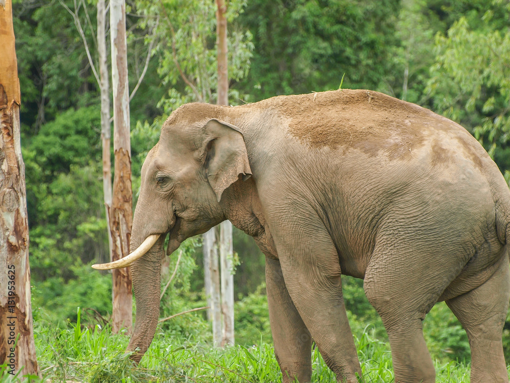Fototapeta premium wildlife elephant