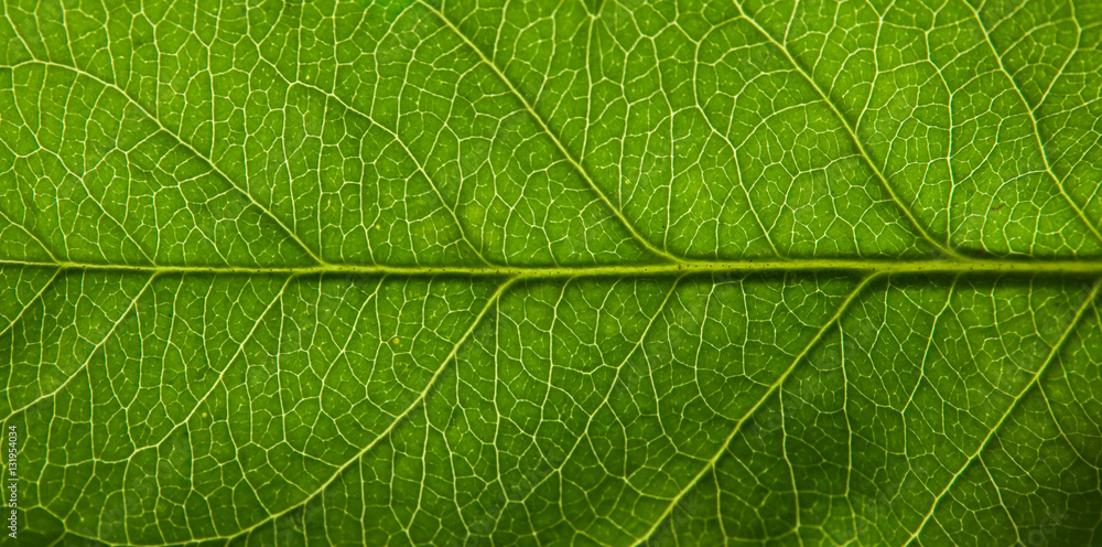 Leaf