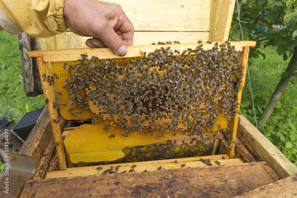 Beekeeper holding frame of honeycomb with bees Beekeeper holding frame of honeycomb with bees