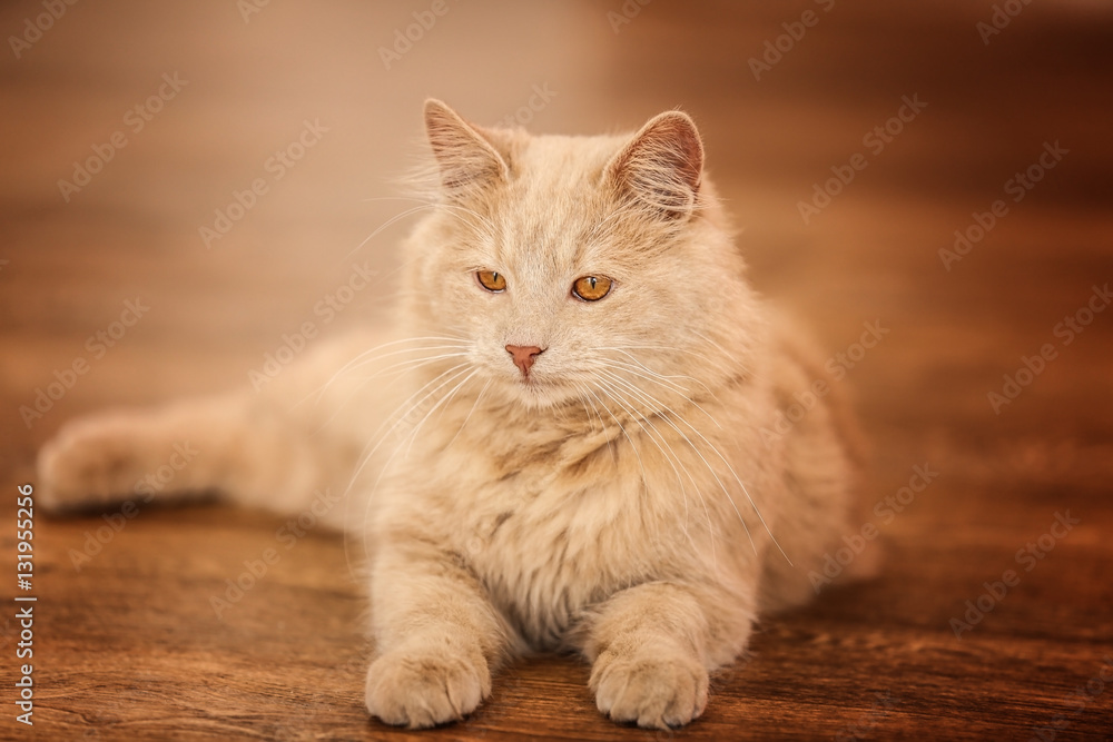 Cute cat lying on floor at home Cute cat lying on floor at home