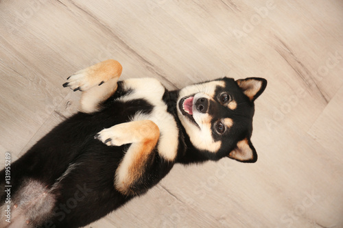 Fototapeta Naklejka Na Ścianę i Meble -  Cute Shiba inu dog lying on wooden floor