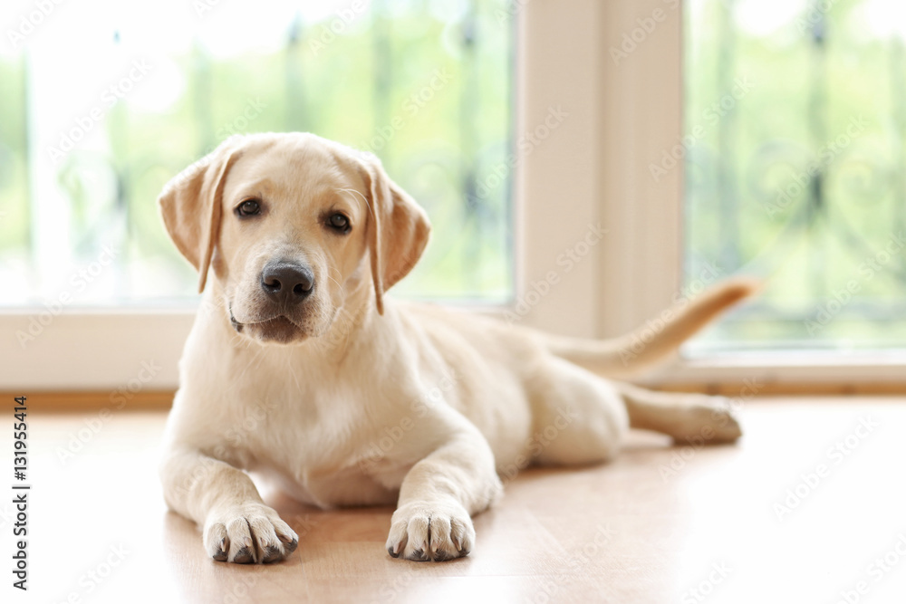 Golden Labrador dog lying on floor in room Golden Labrador dog lying on floor in room
