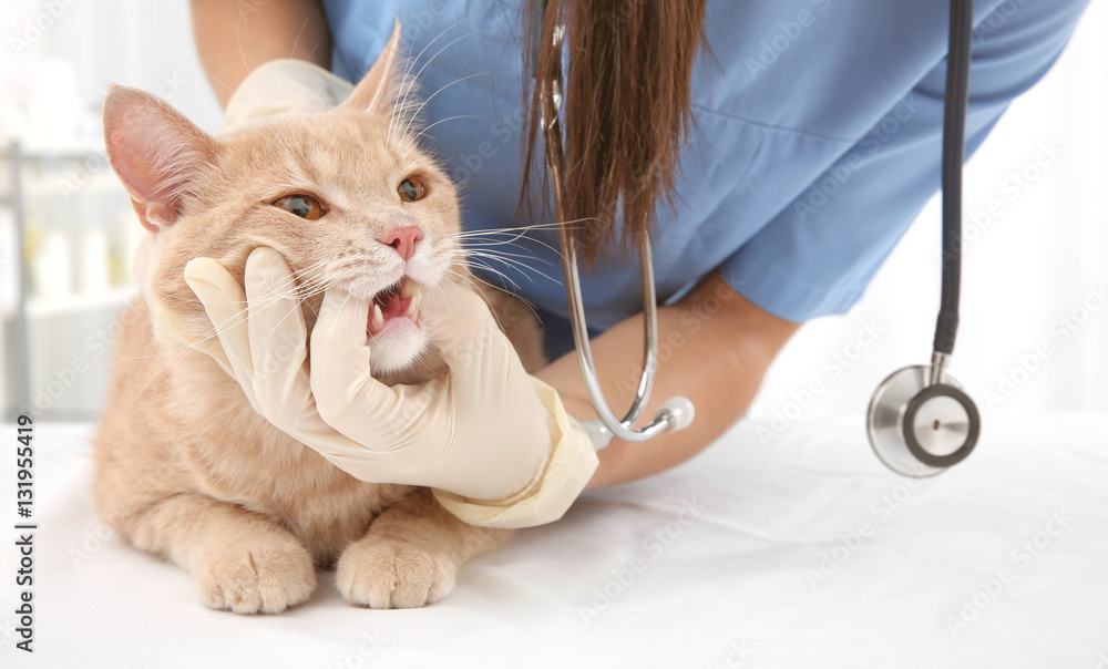 Fototapeta premium Lekarz weterynarii badający zęby kota w klinice