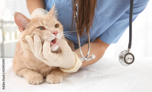 Veterinarian examining cat teeth in clinic