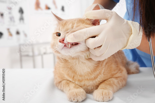 Veterinarian examining cat ...