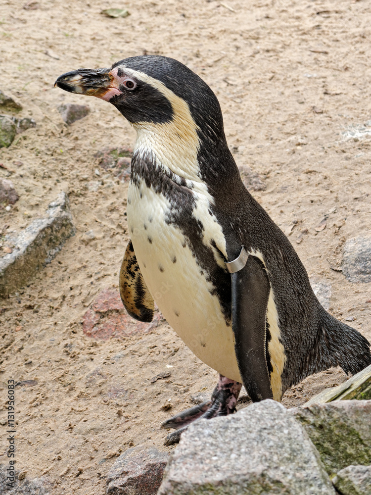 Fototapeta premium Humboldt penguin - bird ringing.