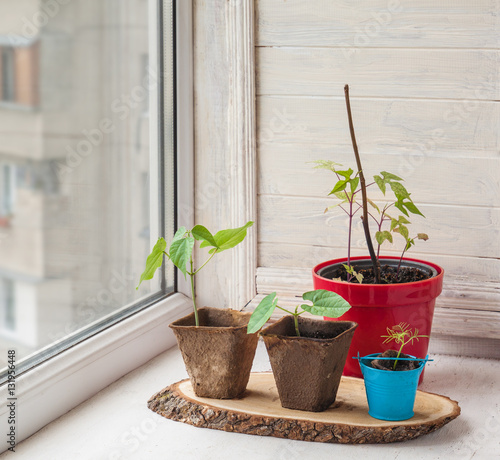 Growing seedlings of decorative liana on the window © Olesia Sarycheva