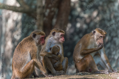 Sri Lanka  monkeys in jungle of Sigiriya  
