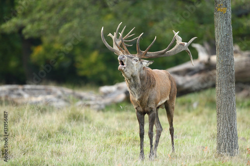 Spanish wild goat  ibex   mating season