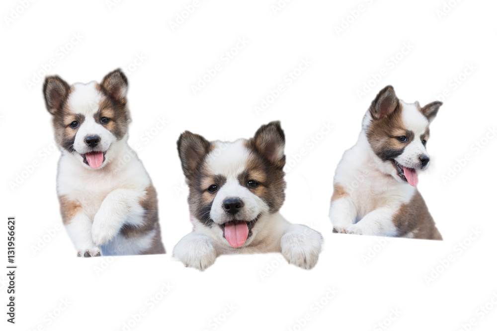 Obraz premium Cute Seven week old puppy dog,Thai Bangkaew puppy dog sitting in