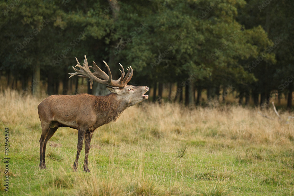 Red deer, rutting season Red deer, rutting season
