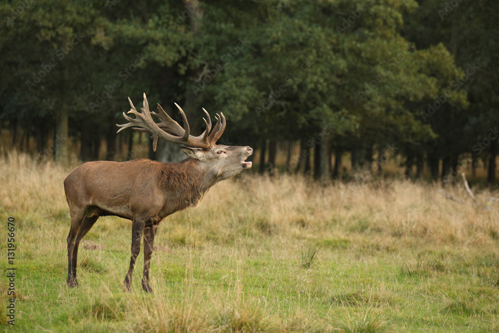 Red deer, rutting season