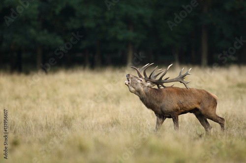 Red deer  rutting season