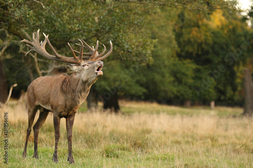 Red deer  rutting season