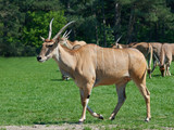 Common eland (Taurotragus oryx)