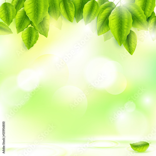 Fresh green leaves with Sunny abstract natural background
