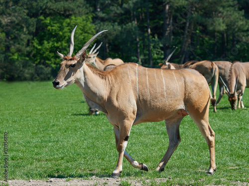 Common eland (Taurotragus oryx)