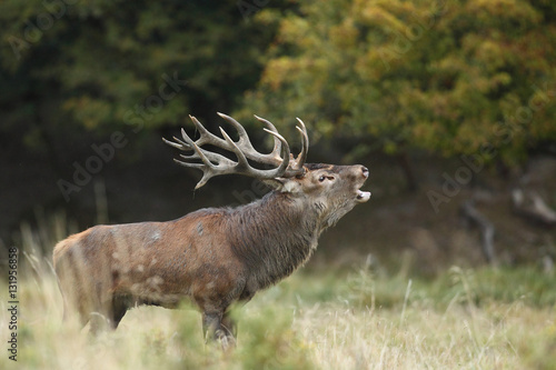 Red deer, rutting season © Paolo