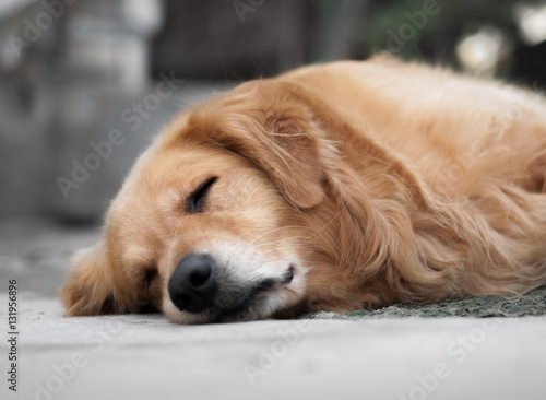 COLOR PHOTO OF SLEEPING GOLDEN RETRIEVER