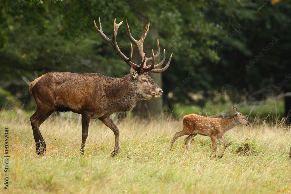 Red deer, rutting season Red deer, rutting season