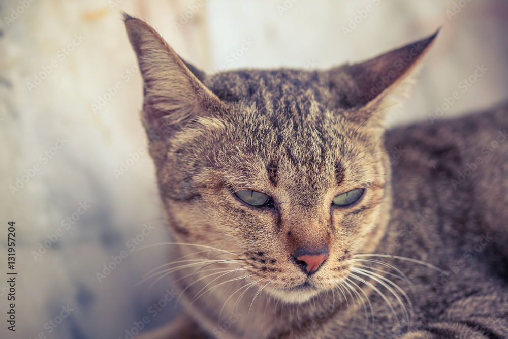 Portrait of cat head shot looking straight. Portrait of cat head shot looking straight.