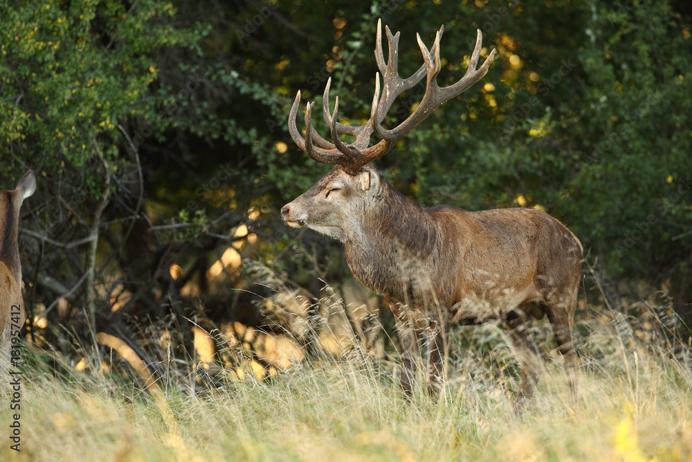 Red deer, rutting season