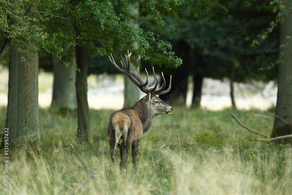 Red deer, rutting season Red deer, rutting season