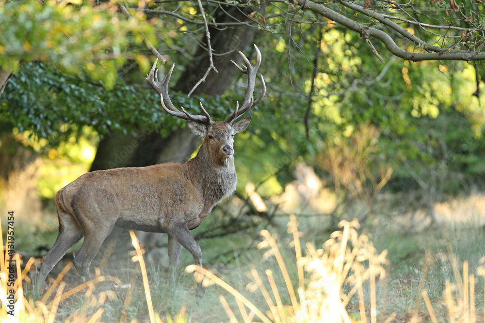 Naklejka premium Red deer, rutting season